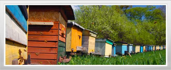 Beekeeping Agriculture Training Program