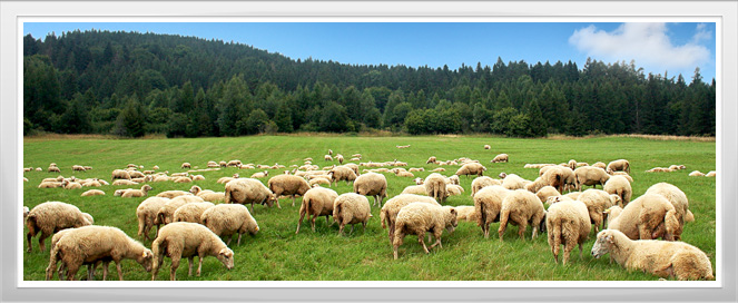 Sheep Management Training Program